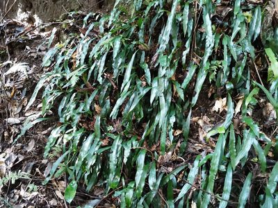 Deparia lancea, photographed by harum.koh
