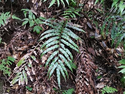 Plagiogyria euphlebia, photographed by harum.koh
