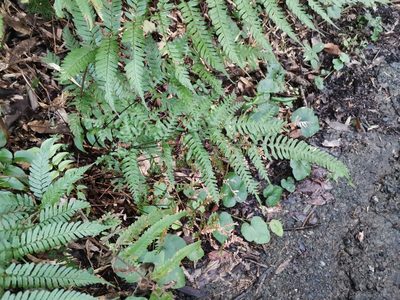 Pteris dispar, photographed by harum.koh