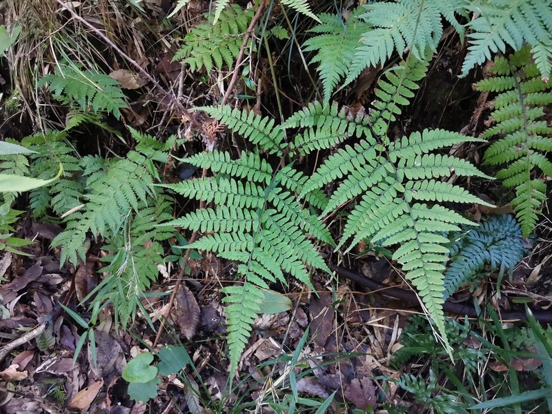 Athyrium wardii, photographed by harum.koh