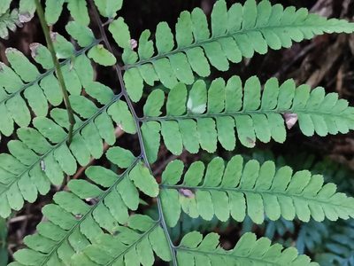 Athyrium wardii, photographed by harum.koh