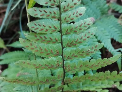 Athyrium wardii, photographed by harum.koh
