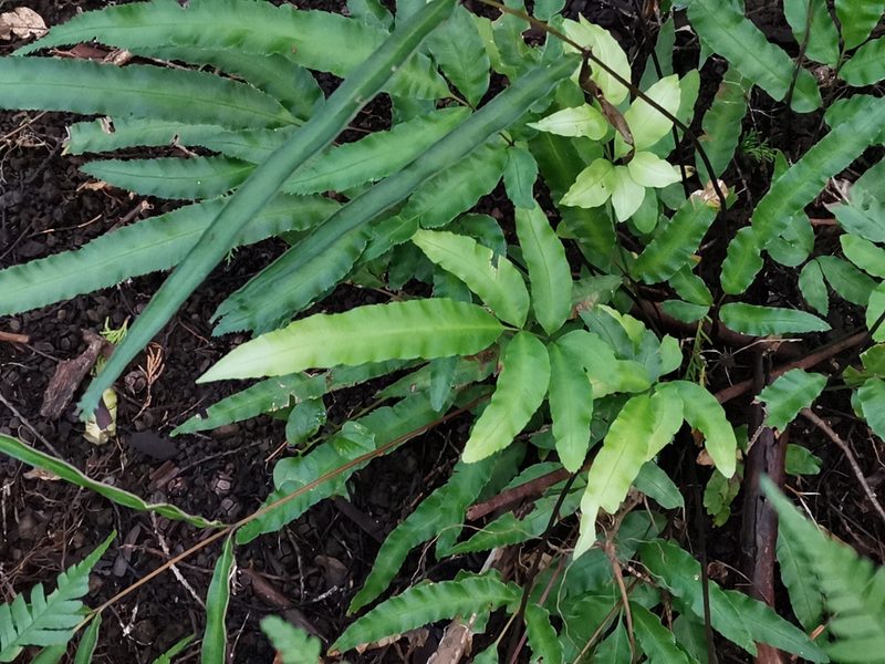 Pteris parkeri, photographed by harum.koh