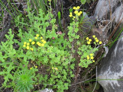 Hippia pilosa, photographed by Jeremy Gilmore