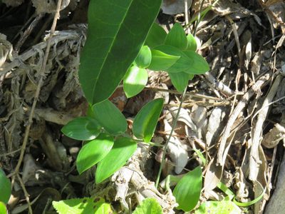 Asparagus ovatus, photographed by Jeremy Gilmore