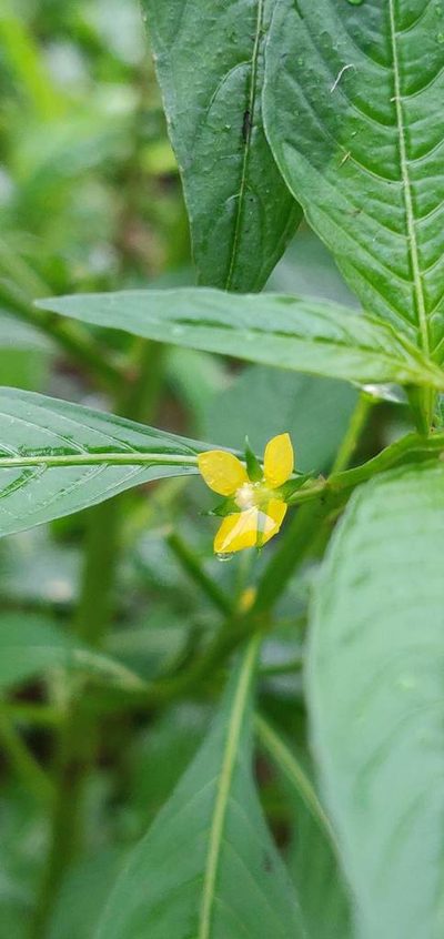 Ludwigia perennis, photographed by S.MORE