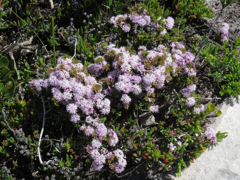 Agathosma lanceolata, photographed by Jeremy Gilmore