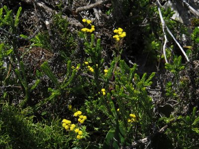 Hippia pilosa, photographed by Jeremy Gilmore