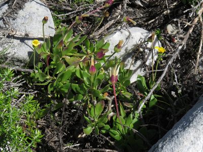 Othonna arborescens, photographed by Jeremy Gilmore