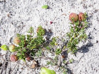 Roepera spinosa, photographed by Jeremy Gilmore