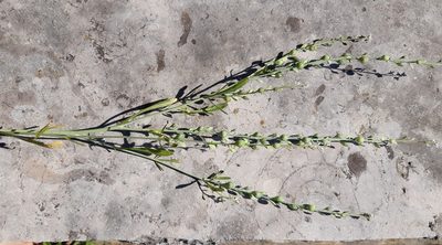 Lepidium sativum, photographed by Martin Scheuch