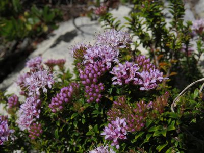 Agathosma lanceolata, photographed by Jeremy Gilmore