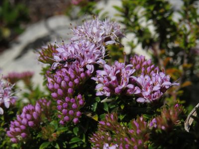 Agathosma lanceolata, photographed by Jeremy Gilmore