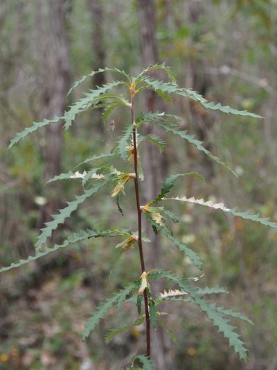 Banksia serra, photographed by Brett Coulstock