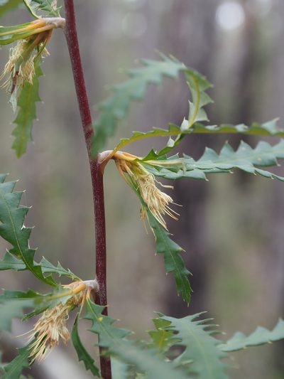 Banksia serra, photographed by Brett Coulstock