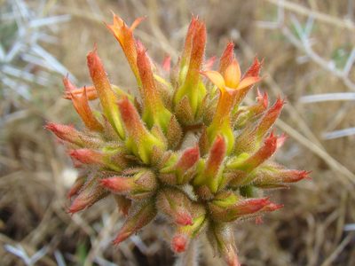 Kalanchoe lanceolata, photographed by Jean-Paul Boerekamps