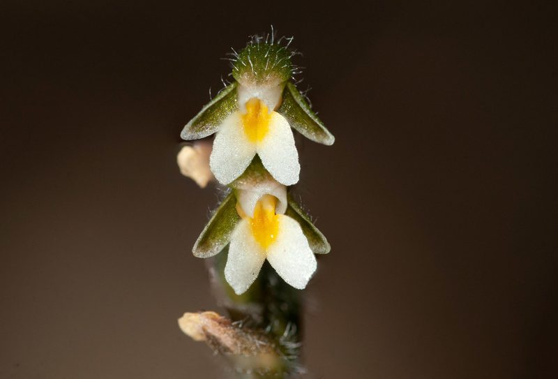 Zeuxine oblonga, photographed by Rolf Lawrenz