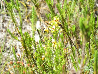 Roepera flexuosa, photographed by Jeremy Gilmore