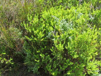 Struthiola striata, photographed by Jeremy Gilmore