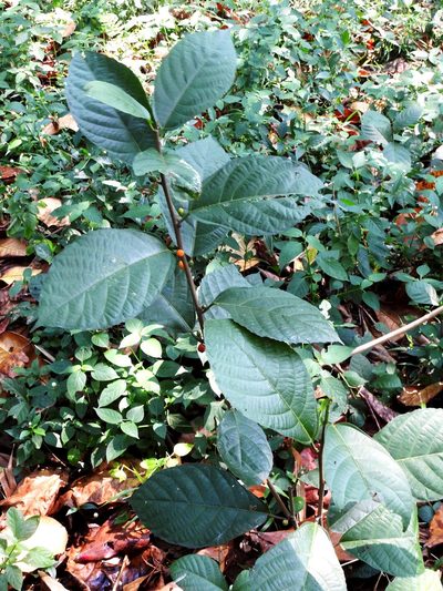 Ficus montana, photographed by Abu Hamas
