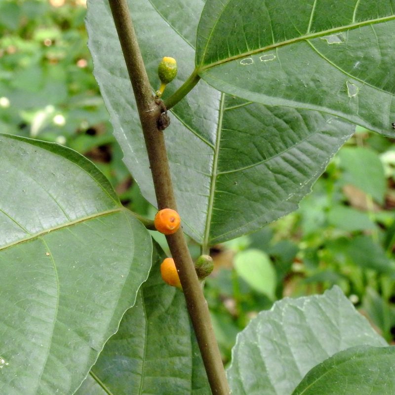 Ficus montana, photographed by Abu Hamas