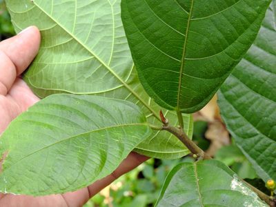 Ficus montana, photographed by Abu Hamas