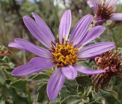 Printzia polifolia, photographed by Nicola van Berkel