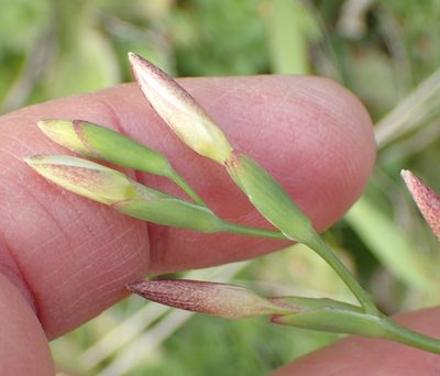 Hesperantha falcata, photographed by Nicola van Berkel