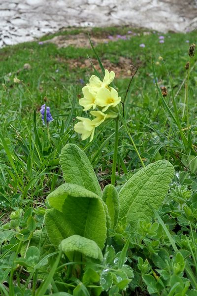 Primula ruprechtii, photographed by Kristof Zyskowski