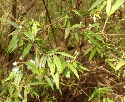 Olearia lirata, photographed by Peter Crowcroft