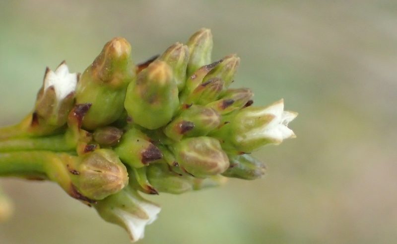 Thesium spicatum, photographed by Nicola van Berkel