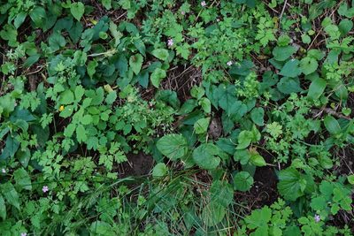 Geranium divaricatum, photographed by Patrick Hacker