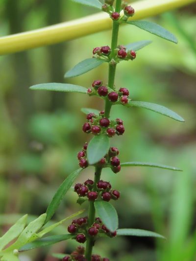 Ammannia baccifera, photographed by chiuluan