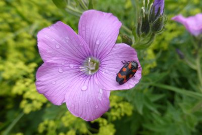 Linum hypericifolium, photographed by Kristof Zyskowski