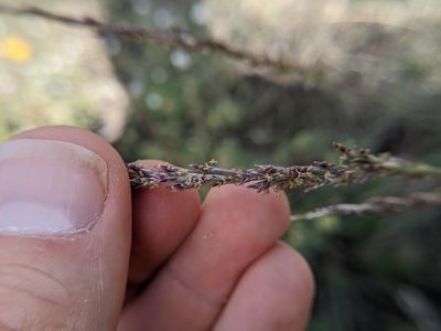 Tridentopsis mutica, photographed by Cleveland Powell