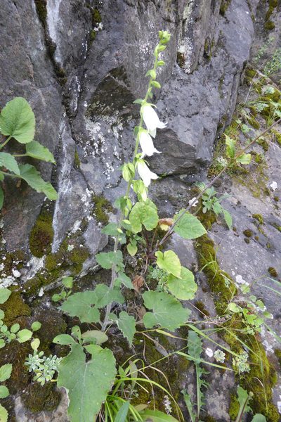 Campanula alliariifolia, photographed by Kristof Zyskowski