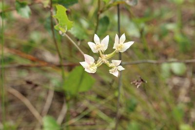 Xanthosia rotundifolia, photographed by Em Lamond