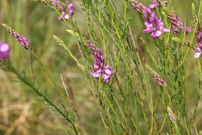 Comesperma virgatum, photographed by Em Lamond