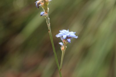 Conospermum caeruleum, photographed by Em Lamond