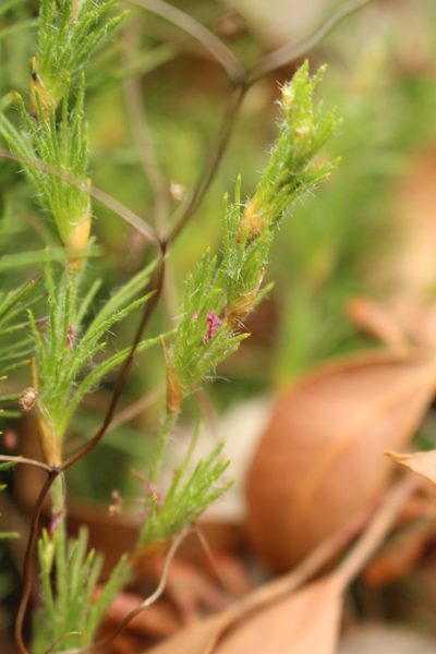 Desmocladus fasciculatus, photographed by Em Lamond