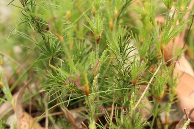 Desmocladus fasciculatus, photographed by Em Lamond
