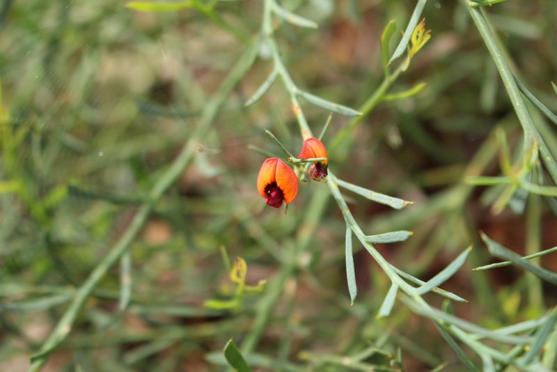Daviesia incrassata, photographed by Em Lamond