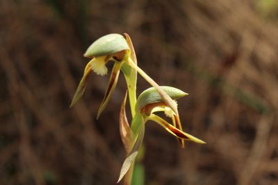 Lyperanthus serratus, photographed by Em Lamond
