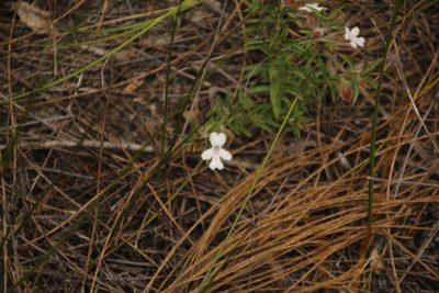 Hemiandra pungens, photographed by Em Lamond