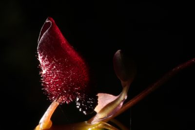 Drakaea glyptodon, photographed by Em Lamond