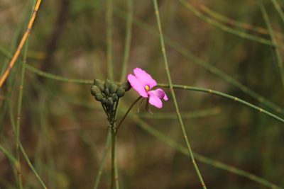 Gompholobium venustum, photographed by Em Lamond