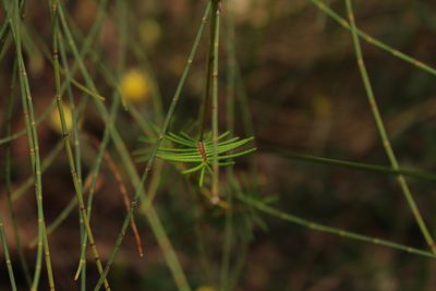 Gompholobium venustum, photographed by Em Lamond