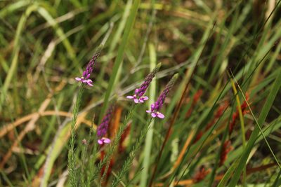Comesperma virgatum, photographed by Em Lamond