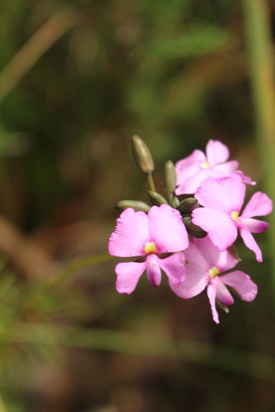 Gompholobium venustum, photographed by Em Lamond