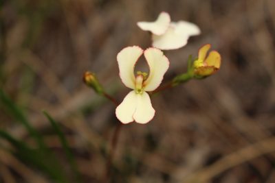 Stylidium schoenoides, photographed by Em Lamond